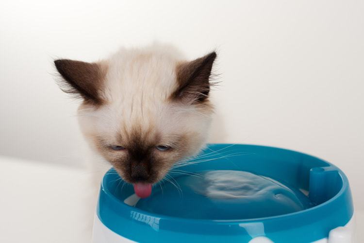 Die besten Katzenwasserbrunnen (2020 Bewertungen)