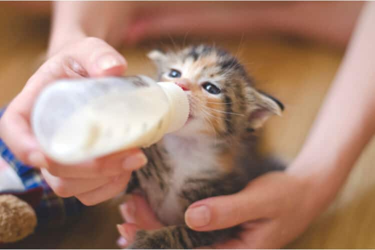 Die besten Kätzchenmilch-Ersetzer (2020 Bewertungen)