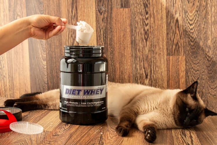 Die besten Ergänzungsmittel zur Gewichtszunahme bei Katzen (2020 Reviews)