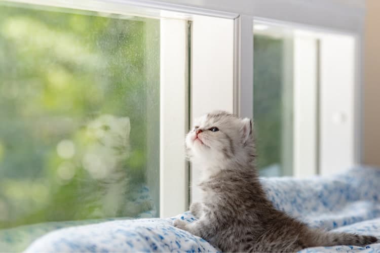 7 Möglichkeiten, damit sich Ihr neues Kätzchen in einer neuen Wohnung wohlfühlt
