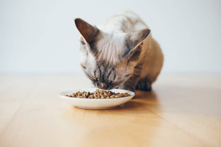 Das beste getreidefreie Katzenfutter (2020 Bewertungen)