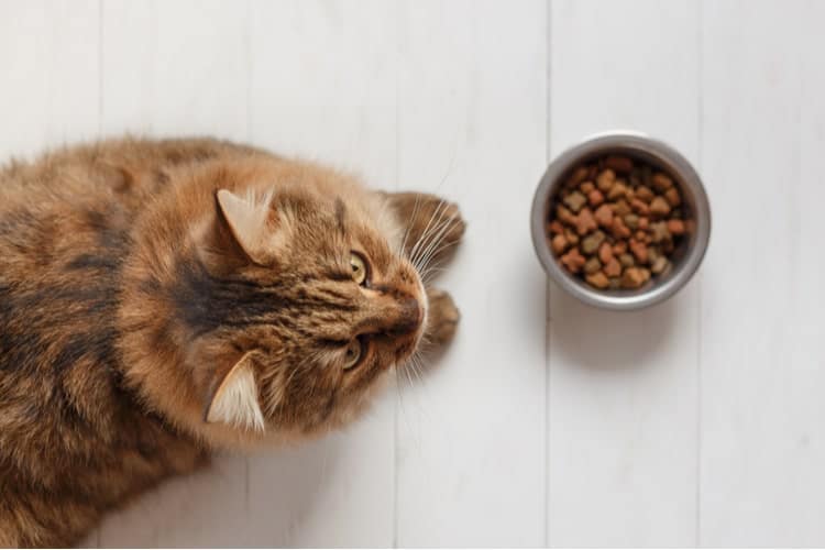 Die besten kohlenhydratarmen Katzenfutter (2020 Bewertungen)